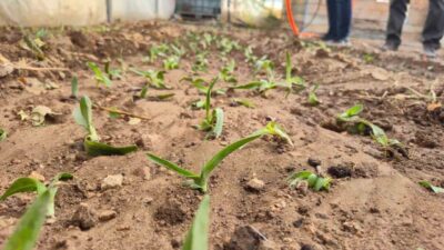 Afyonkarahisar Dinar'da kadın çiftçilere yönelik Salep Yetiştiriciliği Projesi'nde fide dağıtımı