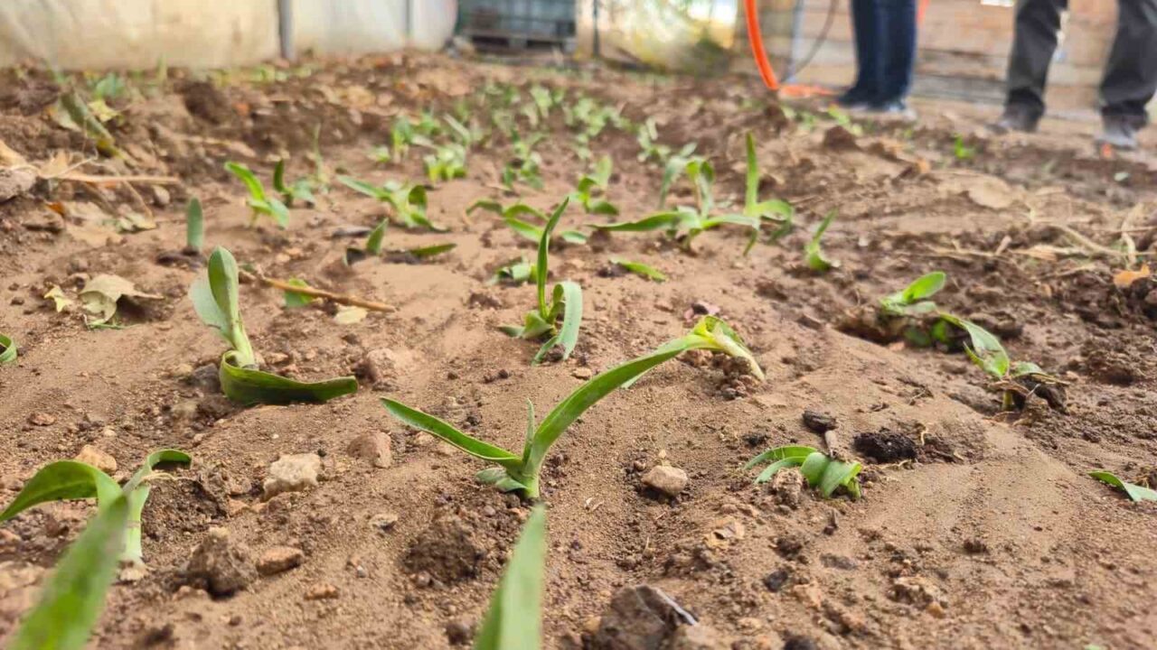 Afyonkarahisar Dinar'da kadın çiftçilere yönelik Salep Yetiştiriciliği Projesi'nde fide dağıtımı