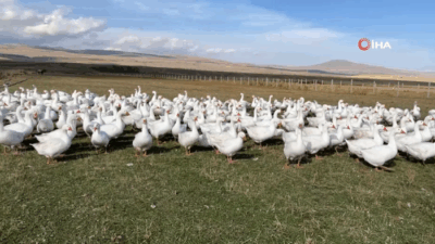 Kars’ta kaz kesim sezonu başladı. Doğu Anadolu’nun meşhur lezzetlerinden biri