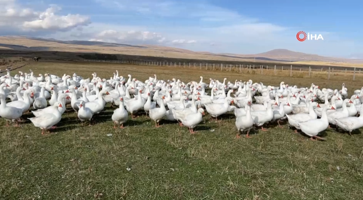 Kars’ta kaz kesim sezonu başladı. Doğu Anadolu’nun meşhur lezzetlerinden biri