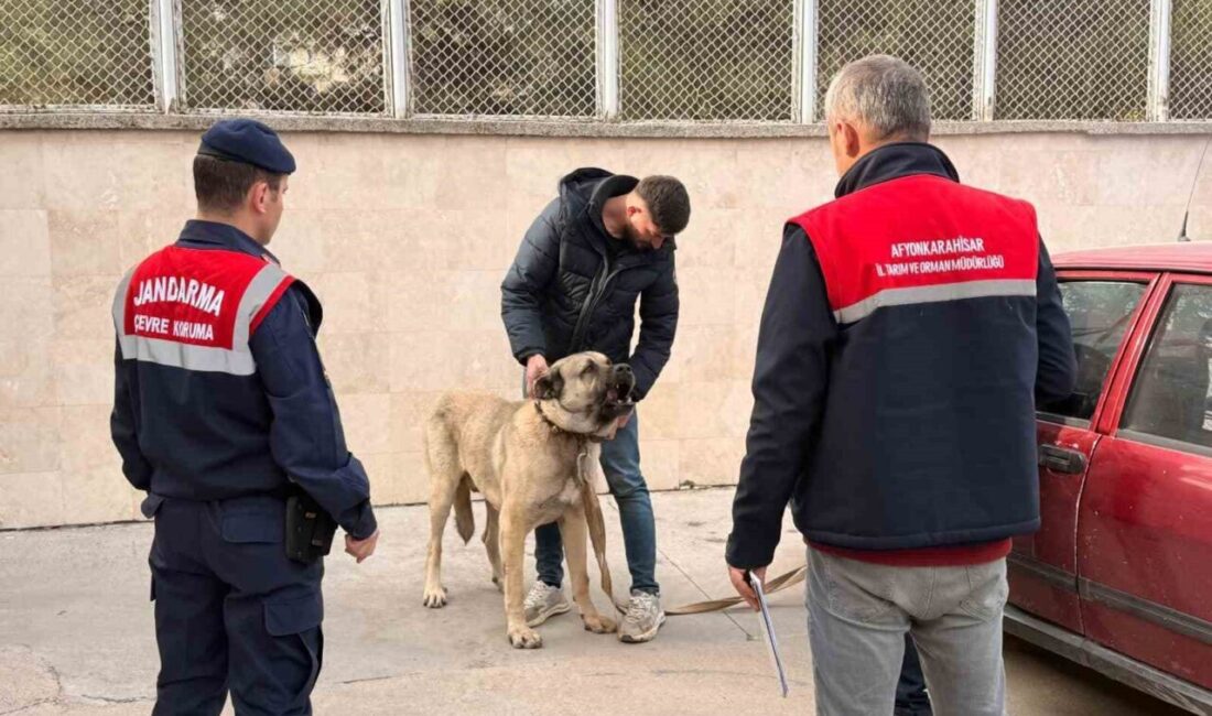Çayırbağı beldesinde köpek dövüştüren şahıslar jandarma ekipleri tarafından dronla tespit