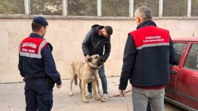 Çayırbağı beldesinde köpek dövüştüren şahıslar jandarma ekipleri tarafından dronla tespit