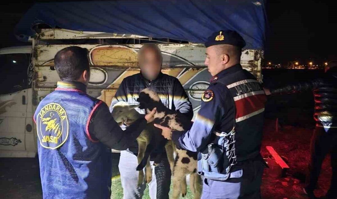 Afyonkarahisar’ın Sandıklı ilçesinde meydana gelen küçükbaş hayvan hırsızlığı, Jandarma Suç