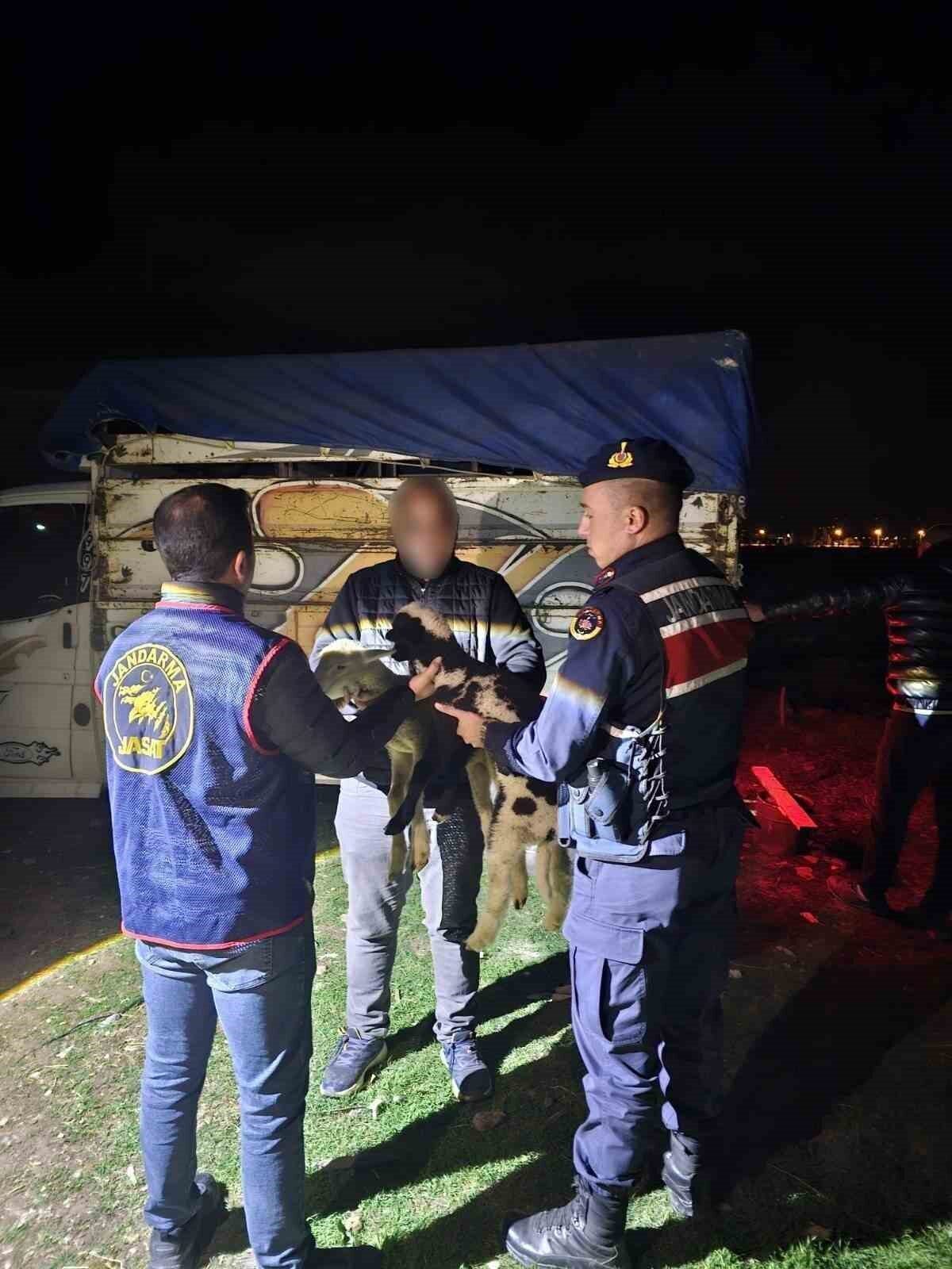 Afyonkarahisar’ın Sandıklı ilçesinde meydana gelen küçükbaş hayvan hırsızlığı, Jandarma Suç