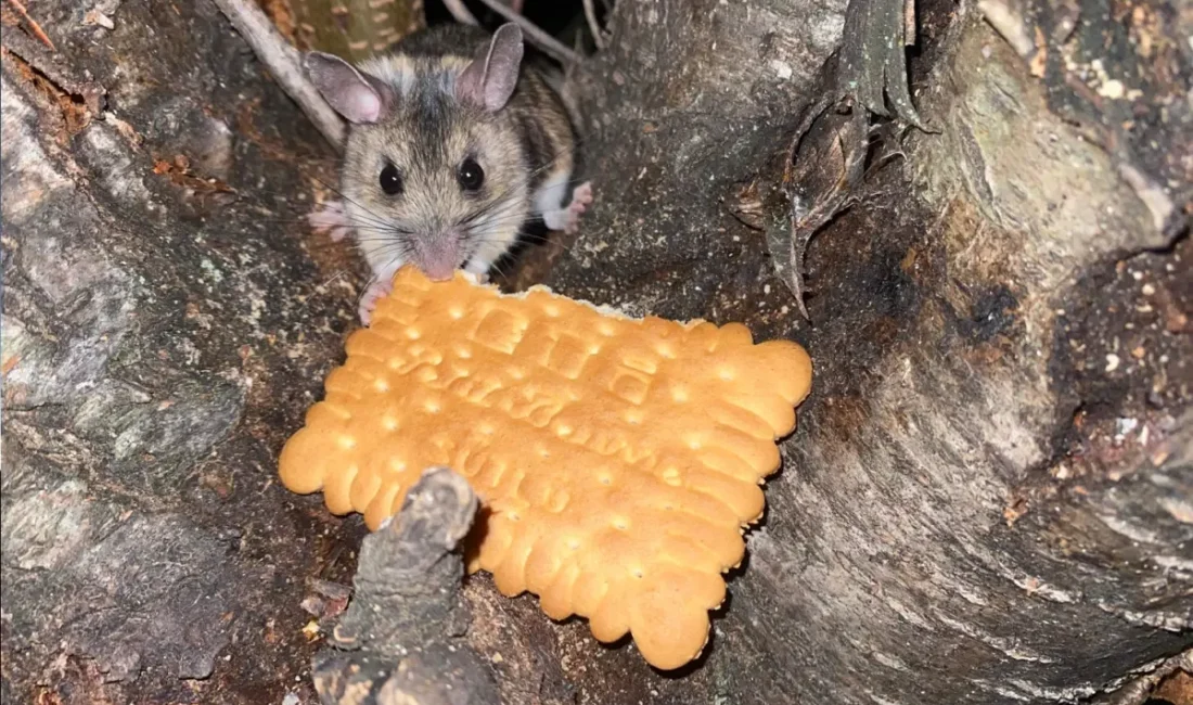 Amasya’nın Taşova ilçesinde doğa yürüyüşü yapan Bedrettin Oral, nesli tükenme