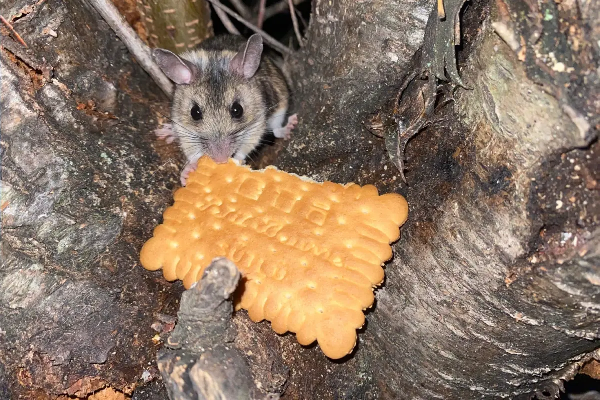 Amasya’nın Taşova ilçesinde doğa yürüyüşü yapan Bedrettin Oral, nesli tükenme