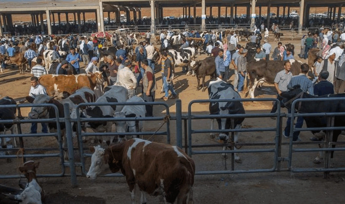 Afyonkarahisar'da uzun bir süredir kapalı olan Şuhut Canlı Hayvan Pazarına