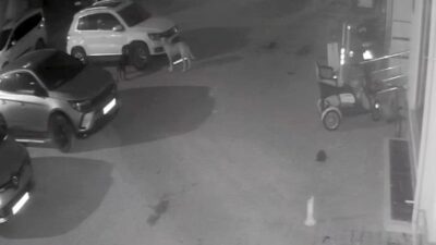 Kastamonu’nun Cide ilçesinde sokak köpekleri, park halindeki bir aracın plastik