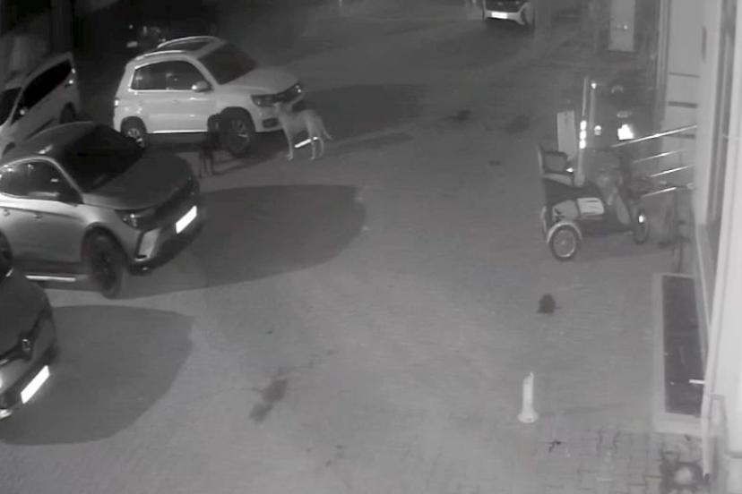 Kastamonu’nun Cide ilçesinde sokak köpekleri, park halindeki bir aracın plastik