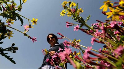 Lodosun etkisiyle sıcaklıklar yurt genelinde mevsim ortalamalarının 4 ila 8