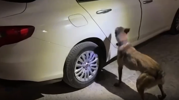 Aracında uyuşturucu ele geçirilince gözaltına alınan zanlı, tutuklandı.