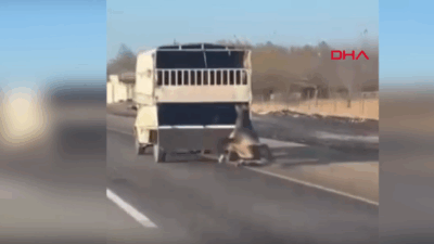 BATMAN’da bir sürücü, kullandığı kamyonetin arkasına bağladığı atı dakikalarda yolda