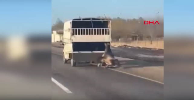 BATMAN’da bir sürücü, kullandığı kamyonetin arkasına bağladığı atı dakikalarda yolda