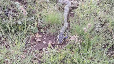 Afyonkarahisar’ın Şuhut ilçesinde bulunan Orta Pınar yaylasında engerek yılanı görüldü.