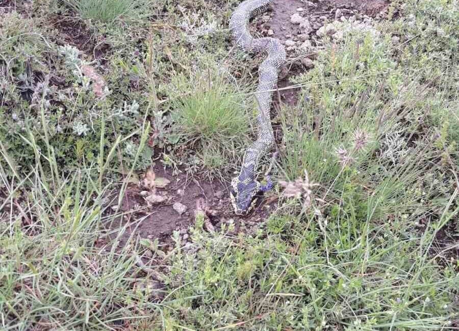 Afyonkarahisar’ın Şuhut ilçesinde bulunan Orta Pınar yaylasında engerek yılanı görüldü.