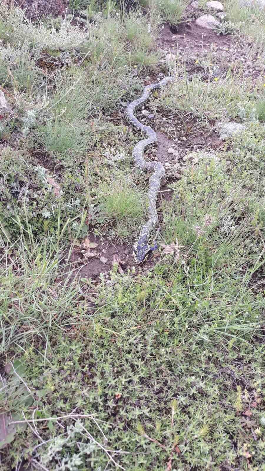 Afyonkarahisar’ın Şuhut ilçesinde bulunan Orta Pınar yaylasında engerek yılanı görüldü.