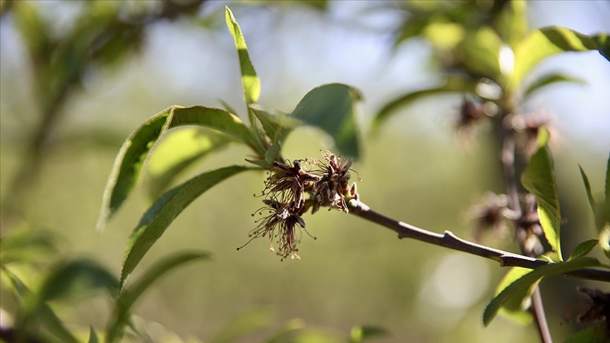 Tarım ve Orman Bakanı İbrahim Yumaklı, zirai dondan etkilenen, tarım