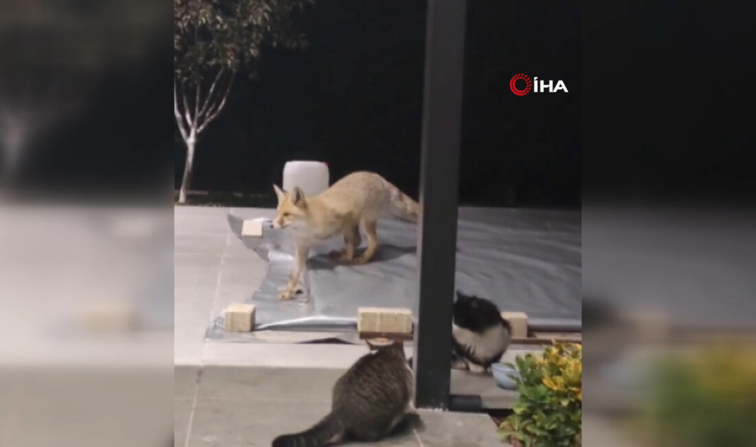 Yakınındaki insanlara aldırmadı, gözünü kedi mamasına dikti. Karşısına kedi engeli