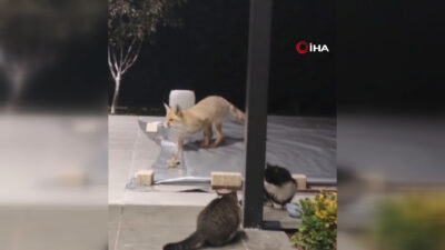 Yakınındaki insanlara aldırmadı, gözünü kedi mamasına dikti. Karşısına kedi engeli