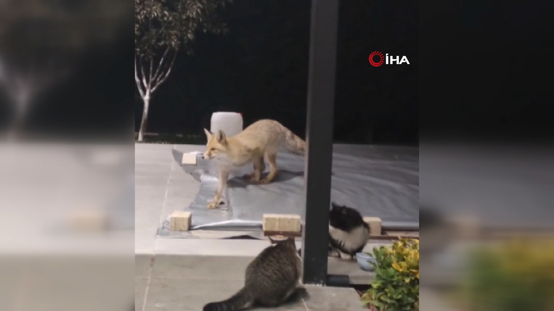 Yakınındaki insanlara aldırmadı, gözünü kedi mamasına dikti. Karşısına kedi engeli