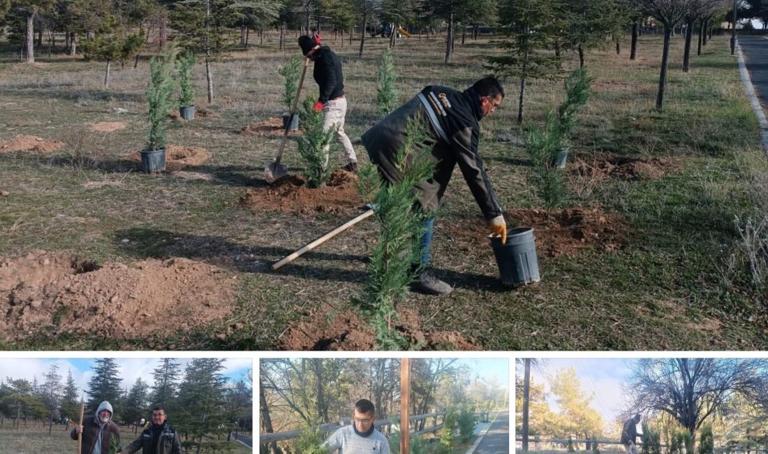 Horan Parkı’na 600, Asri Mezarlık’a 2 Bin Ağaç Dikildi