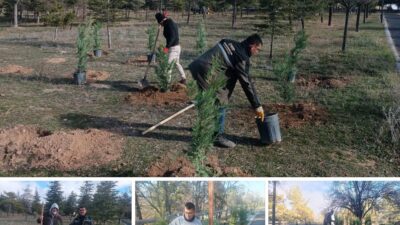 Horan Parkı’na 600, Asri Mezarlık’a 2 Bin Ağaç Dikildi