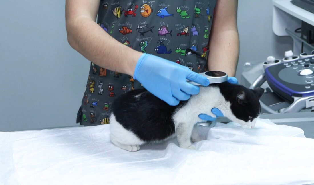 Kedi ve köpek sahipleri dikkat! Yılbaşına sayılı günler kala bu