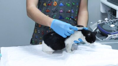 Kedi ve köpek sahipleri dikkat! Yılbaşına sayılı günler kala bu