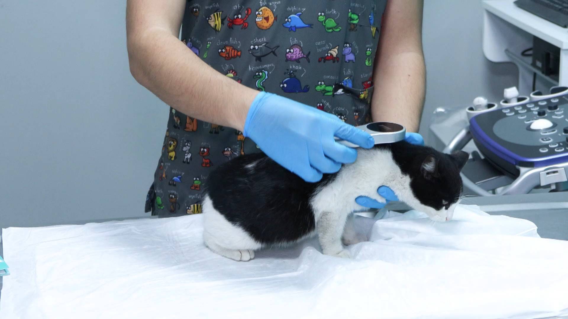 Kedi ve köpek sahipleri dikkat! Yılbaşına sayılı günler kala bu