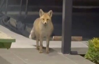 Bir köy evinin bahçesine gizlice giren tilki, çevredeki çok sayıda