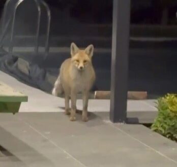 Bir köy evinin bahçesine gizlice giren tilki, çevredeki çok sayıda