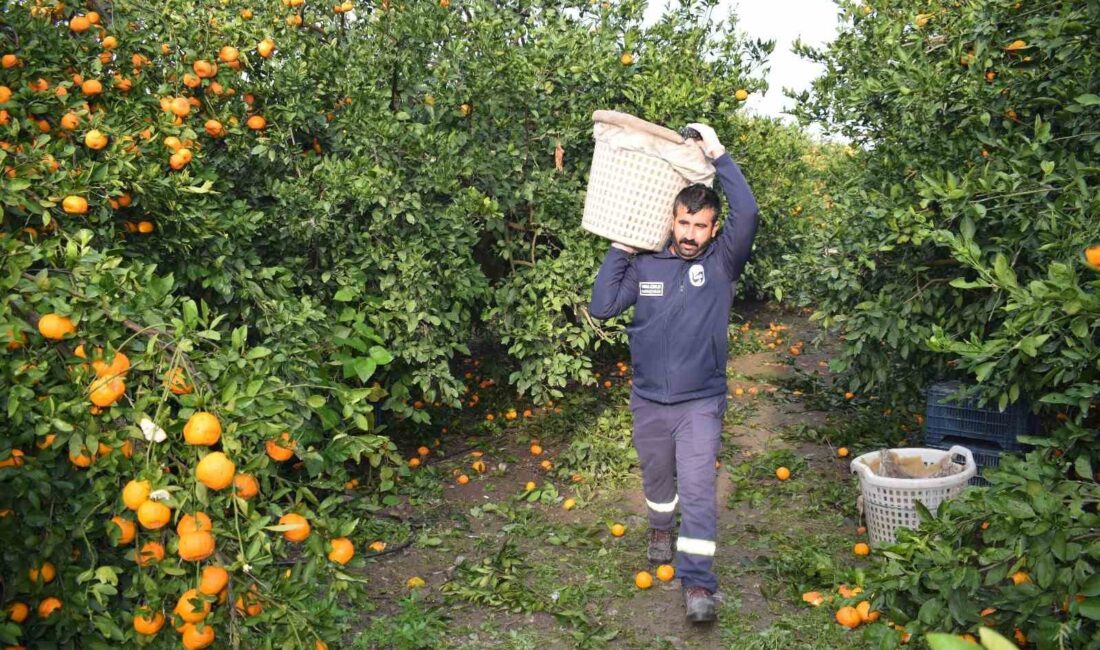 Türkiye’nin verimli topraklarında yer alan Hatay’da bu yıl mandalina hasadının
