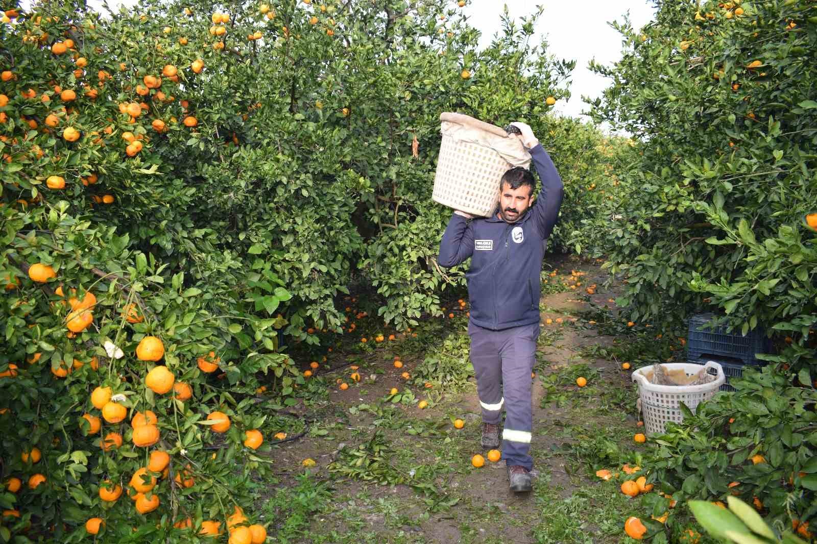 Hatay Büyükşehir Belediyesi (HBB), tarla satış fiyatı 2 TL'ye kadar