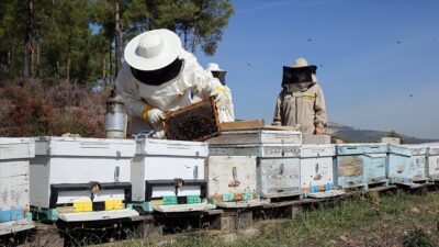 Türkiye Arı Yetiştiricileri Merkez Birliği (TAB) Başkanı Ali Demir, Mesleki
