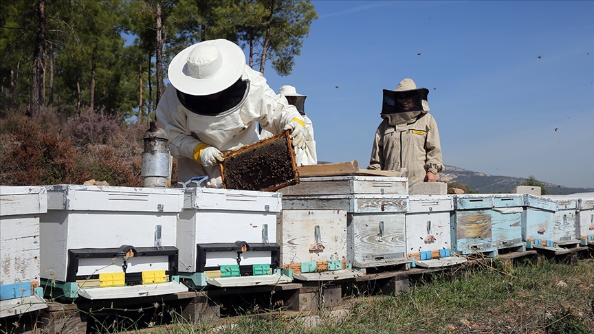 Türkiye Arı Yetiştiricileri Merkez Birliği (TAB) Başkanı Ali Demir, Mesleki