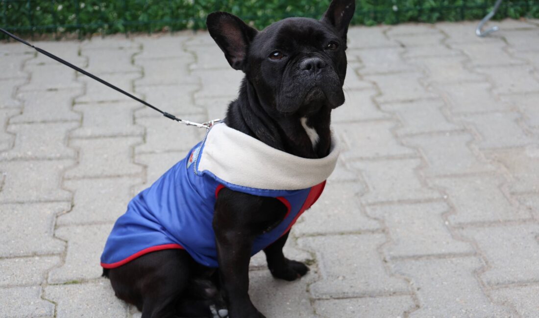 İl Tarım ve Orman Müdürlüğü, sahipli kedi ve köpeklerin mikroçip