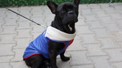 İl Tarım ve Orman Müdürlüğü, sahipli kedi ve köpeklerin mikroçip