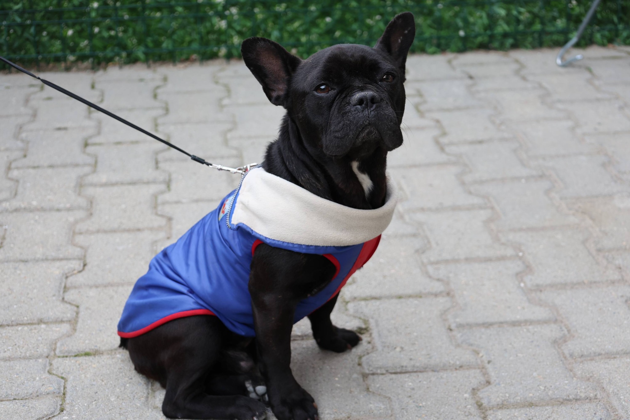 İl Tarım ve Orman Müdürlüğü, sahipli kedi ve köpeklerin mikroçip