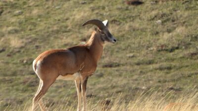 Türkiye’de sadece belirli bölgelerde yaşayan, dünyada başka hiçbir yerde bulunmayan