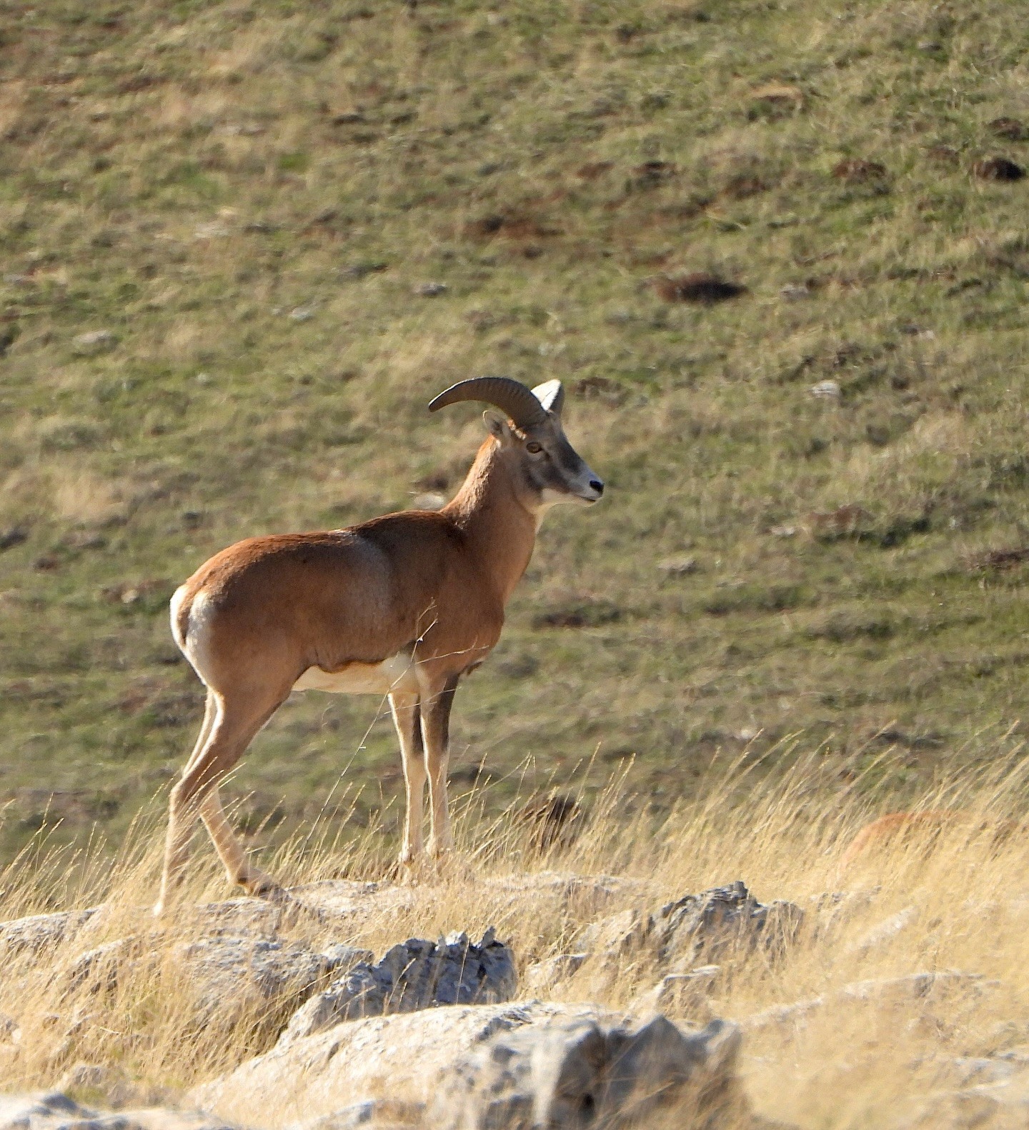 Türkiye’de sadece belirli bölgelerde yaşayan, dünyada başka hiçbir yerde bulunmayan