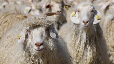 Tiftik, sözleşmeli üretim kapsamına dahil edilirken, bu ürünün alım satımında