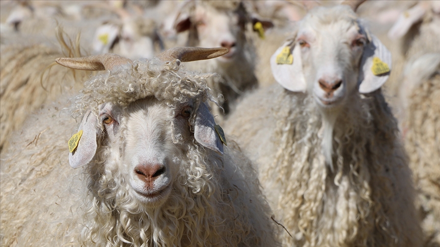 Tiftik, sözleşmeli üretim kapsamına dahil edilirken, bu ürünün alım satımında