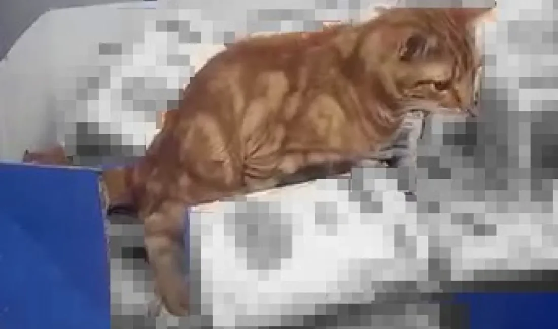 İstanbul Sultangazi’de bir zincir markette un paketlerinin üzerine çıkan kedi,