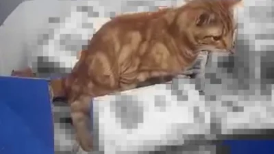 İstanbul Sultangazi’de bir zincir markette un paketlerinin üzerine çıkan kedi,