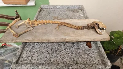 Artvin’in Yusufeli ilçesinde Yavuz Turan, ahırında 55 santimetre boyunda yırtıcı