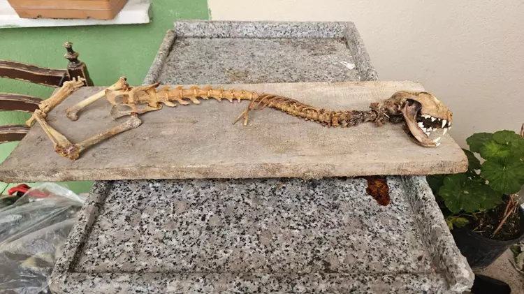 Artvin’in Yusufeli ilçesinde Yavuz Turan, ahırında 55 santimetre boyunda yırtıcı