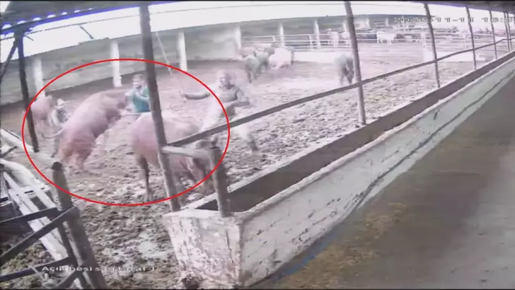 Amasya’nın Suluova ilçesinde bir büyükbaş hayvan çiftliğinde, besicilik yapan bir