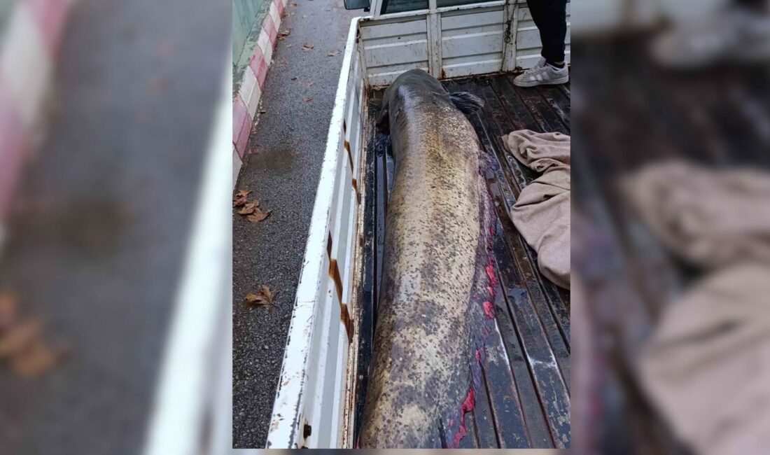 İznik’in Boyalıca Mahallesi’nde bir balıkçı tarafından yakalanan 65 kiloluk dev