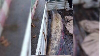 İznik’in Boyalıca Mahallesi’nde bir balıkçı tarafından yakalanan 65 kiloluk dev