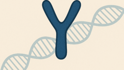 Evrim biyologlarının yaptığı son hesaplamalara göre, erkek cinsiyetini belirleyen Y